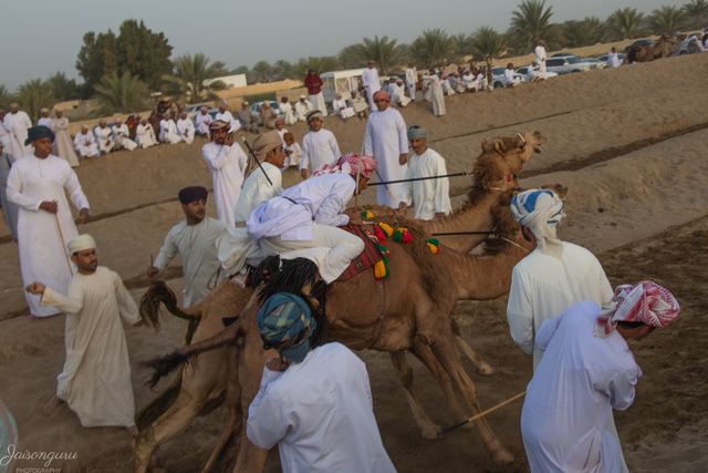 Camel race start, handlers crowding the riders at the line