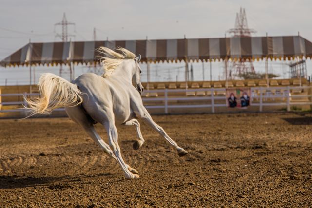 Grey Arabian horse galloping in the ring, mane flying