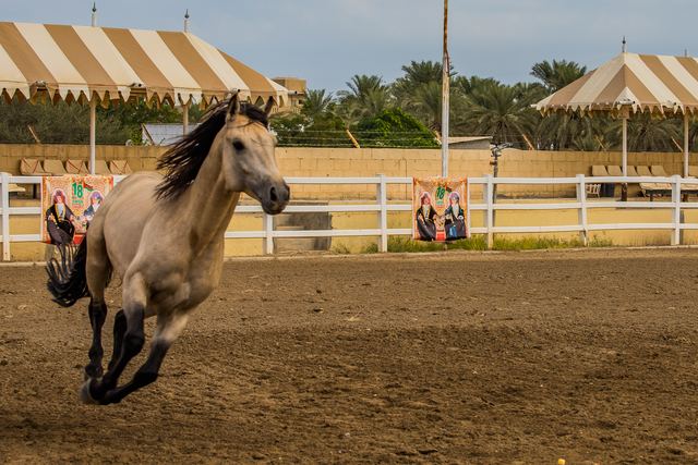 Dun horse rearing in the paddock