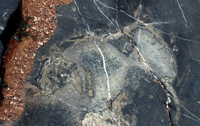 Fossil-marked rock face split by pale mineral veins