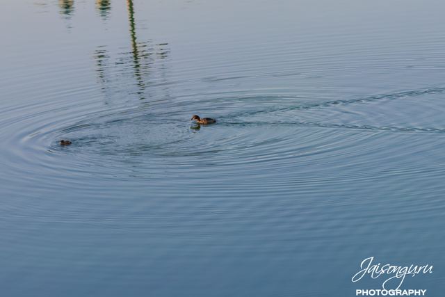 Ducks on a still green lake at dawn