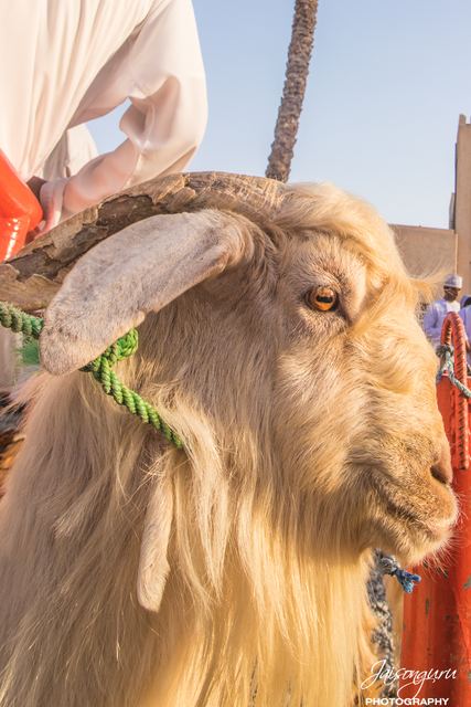 Close portrait of a goat with curved horns at the livestock market