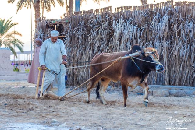Farmer leading a bull past a palm-frond fence