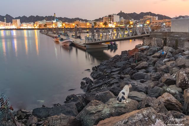 Fishing harbour at dusk, a dog resting on the breakwater rocks