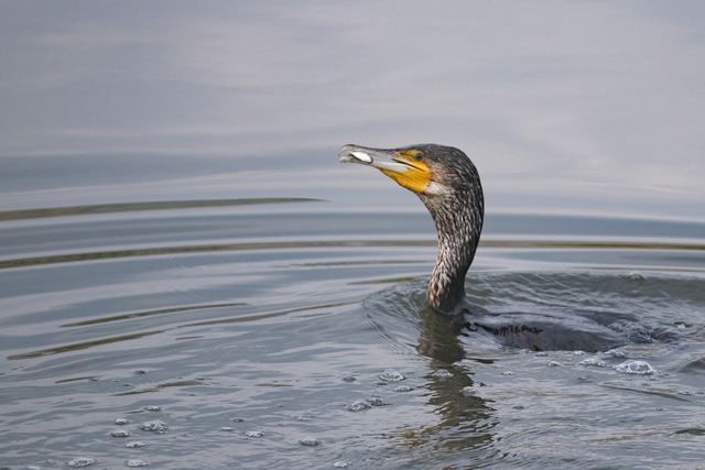 Cormorant surfacing with a fish in its beak