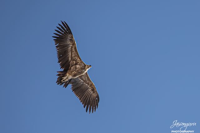 Bird of prey banking against a clear blue sky