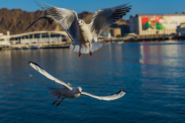 Gulls wheeling low over the harbour water