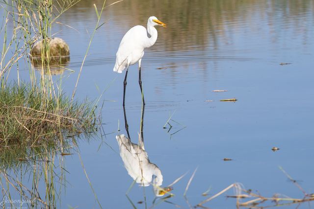 Great egret mirrored in still shallow water