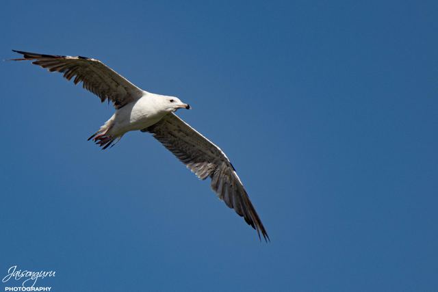Gull gliding with wings fully extended