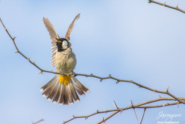 White-eared bulbul stretching its wings on a thorn branch
