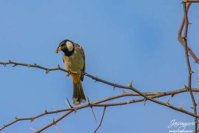 White-eared bulbul on a thorn branch with a berry in its beak