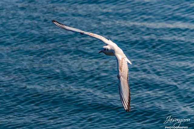 Gull skimming low over deep blue water