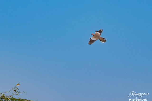 Small bird crossing an empty blue sky