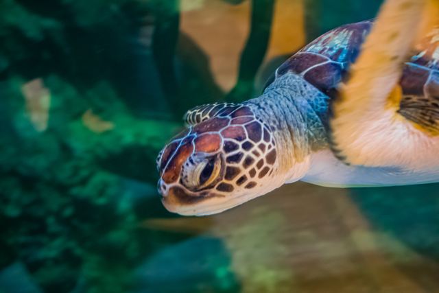 Green sea turtle swimming just below the surface