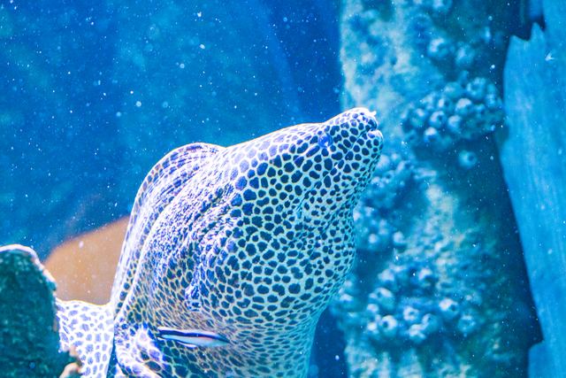 Honeycomb moray eel among coral in blue water