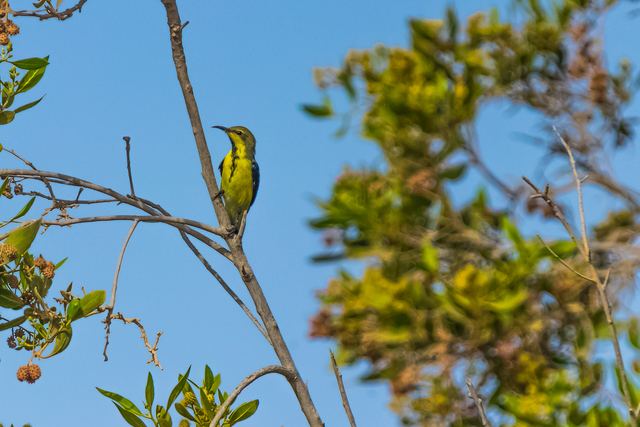Sunbird among the leaves of a flowering tree
