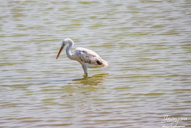 Wading bird feeding in shallow water