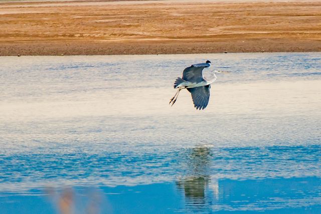 Heron flying low along a sandbar