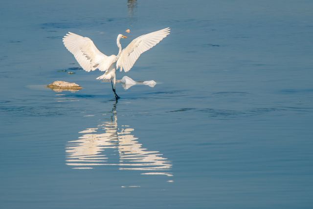 Pair of egrets feeding, reflected in calm water
