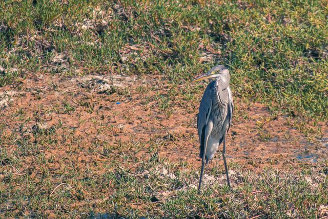 Grey heron standing on a dry bank